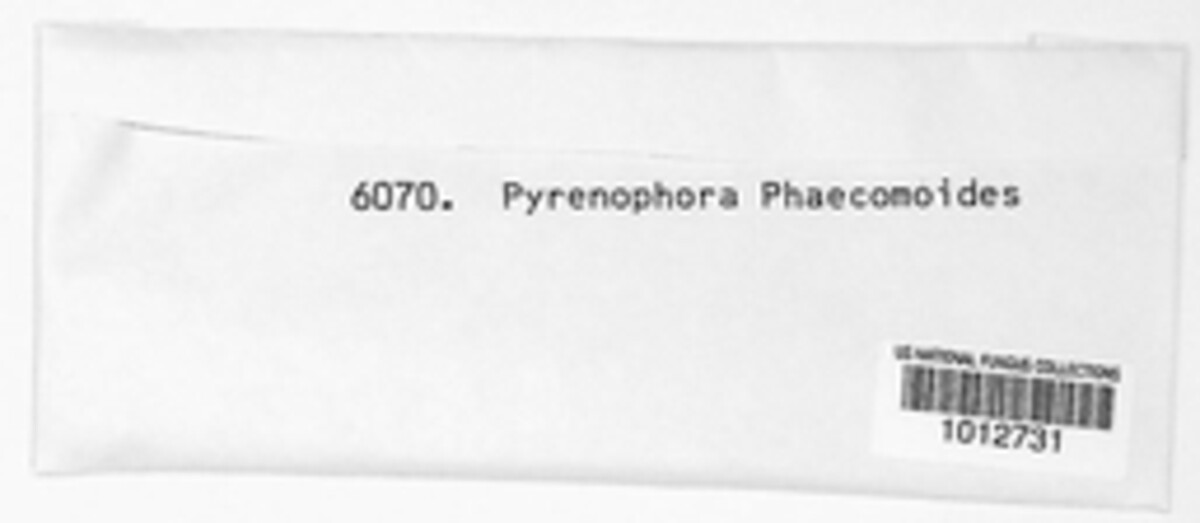 Pyrenophora phaeocomoides image